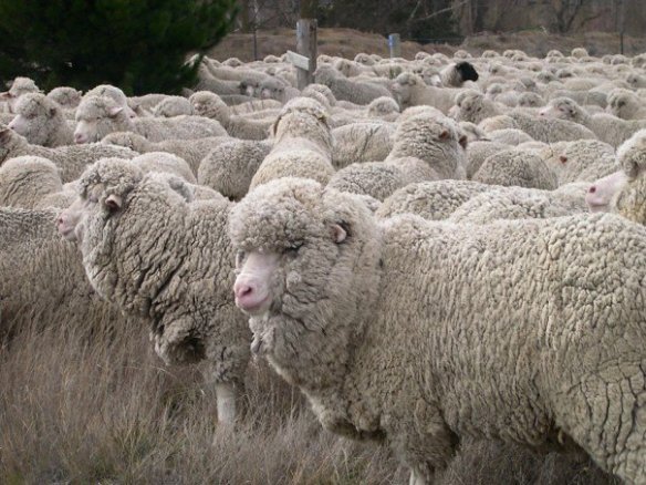 Especially if their faces are covered in wool. Photo by M. LaBarbera