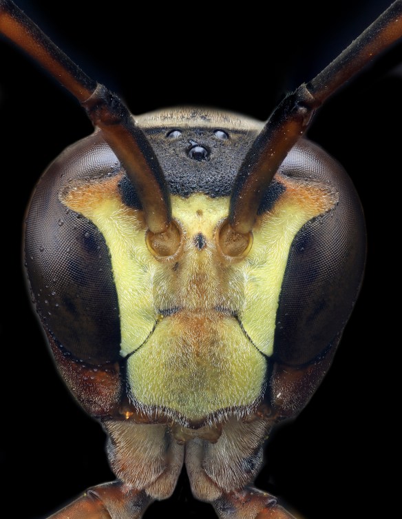 Photo by Macroscopic Solutions*