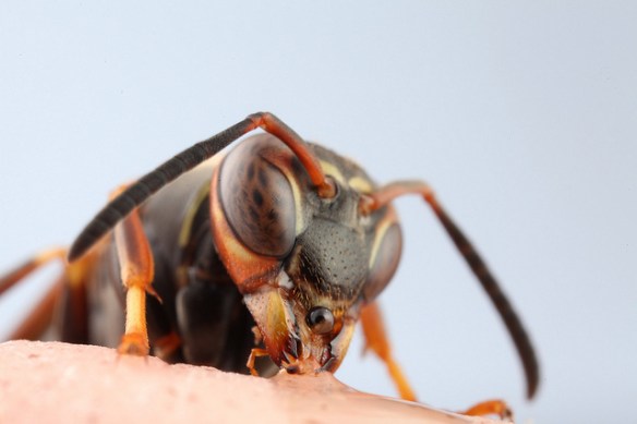 Photo by Michael Hrabar*