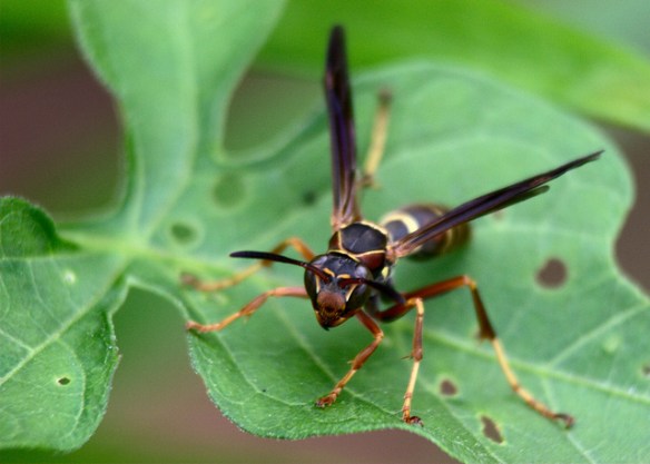 Not a sheep: Polistes fuscatus, the Northern Paper Wasp. Photo by Scott Sherrill-Mix*