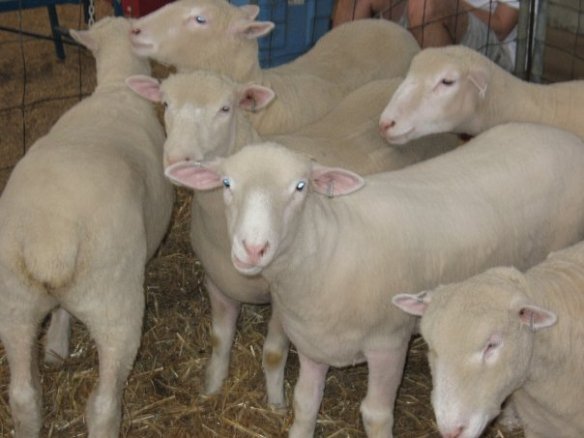 That's "my" sheep, Possum, in the middle. I'd know her face anywhere. (Well, and the numbered ear tags helped too.)