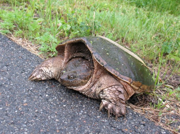 snapping_turtle