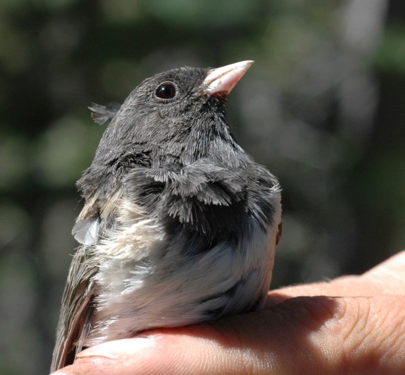 AMYY when we banded her in 2013.