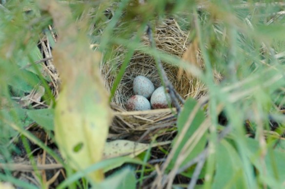 Tell us your secrets, eggs…