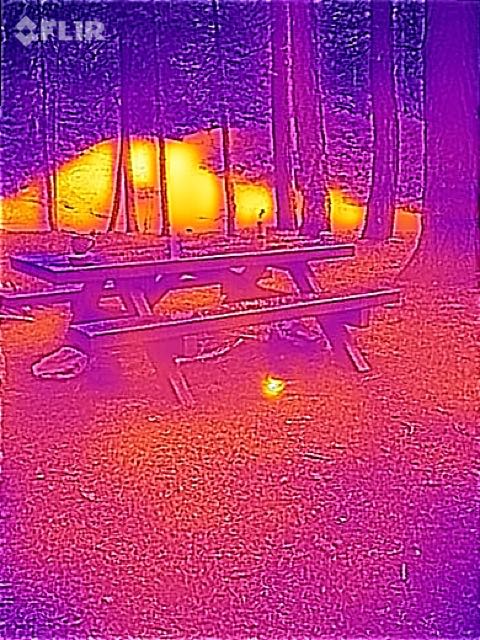 Stellar's Jay foraging on the ground near the table.