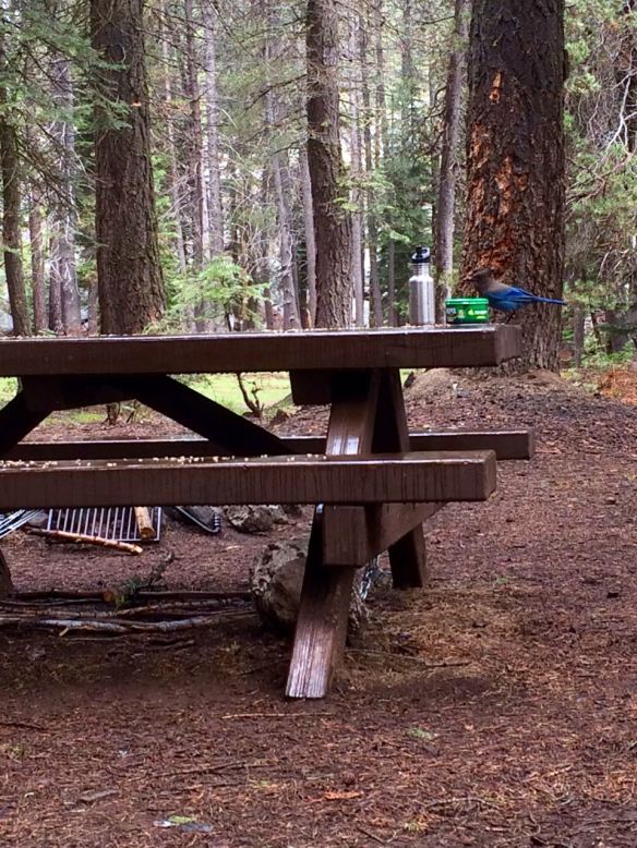 Visible-light Stellar's Jay: rather less glowing.