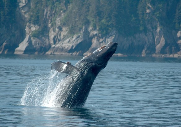 humpback_breaching2
