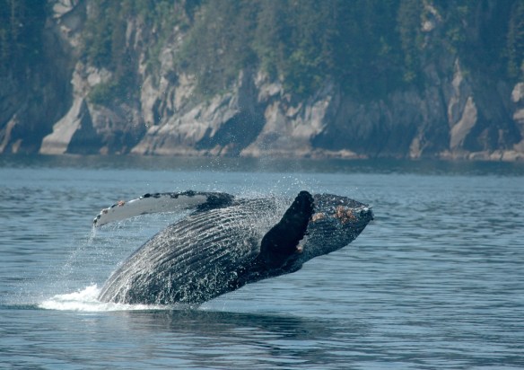 humpback_breaching3