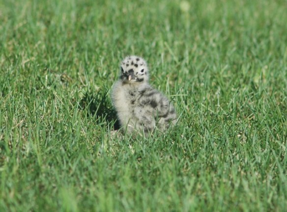 Here's a Mew Gull chick to tide you over in the meantime.