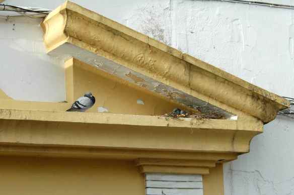 We are the best bird parents.