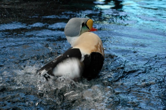 Male King Eider