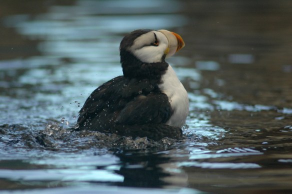 puffinbath_horned13