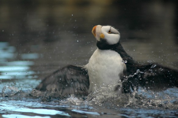 puffinbath_horned15
