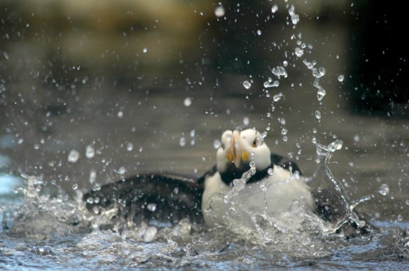 puffinbath_horned16