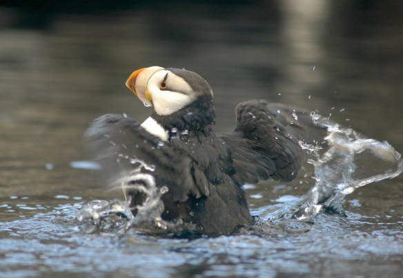 puffinbath_horned18