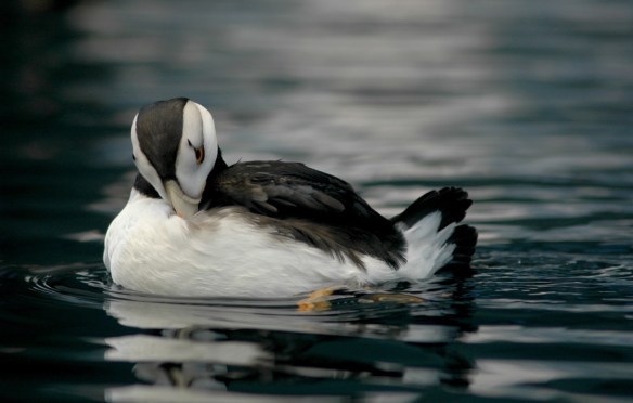 Just preening in a photogenic way....