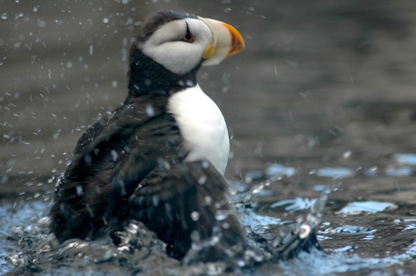 puffinbath_horned5