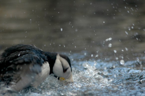 puffinbath_horned6