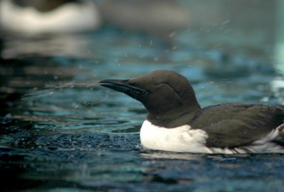 Common Murre