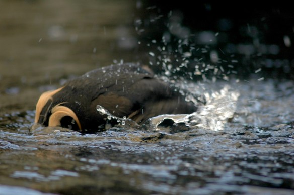 puffinbath_tufted1