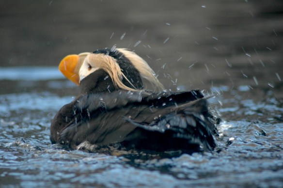 puffinbath_tufted10