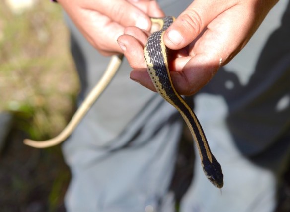 Poor guy thought he was in for a four-course meal, and all he got was the appetizer.