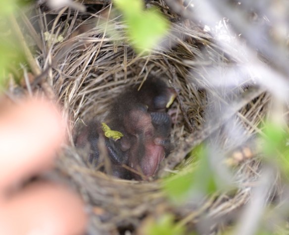 Stay safe, little ones.