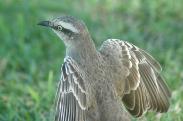 feathers_mockingbird2