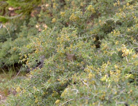 The nest is visible in the bush, right in the center of the photo.