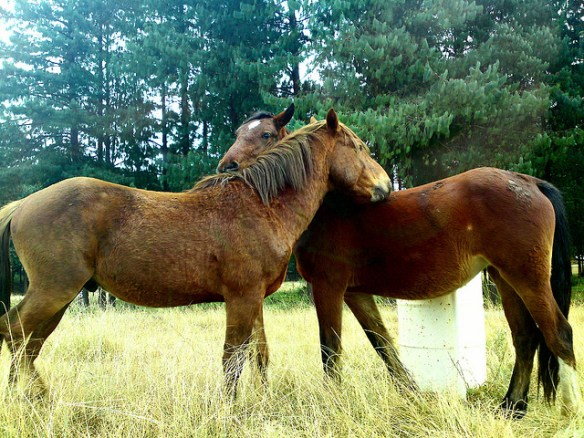 Friends. Photo by Hullabaloon*