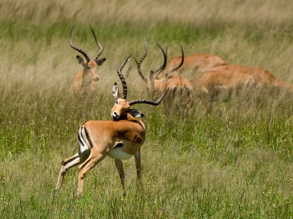UGGGHHH ticks. Photo by William Warby*