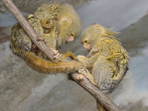 Also friends. (Notice the baby on the top marmoset's back, too.) Photo by Paul Morris*