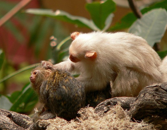Your ear is clean, but I'm going to keep going. Photo by Robin Bray-Hurren*