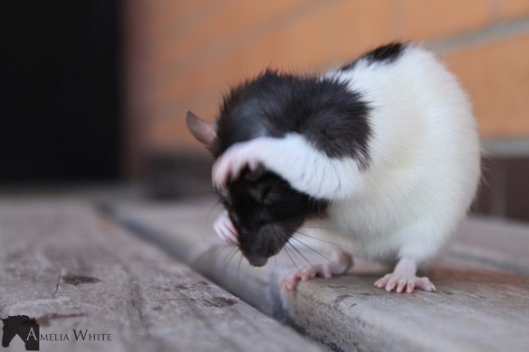 Don't be anxious, don't be anxious... Photo by Amelia White*