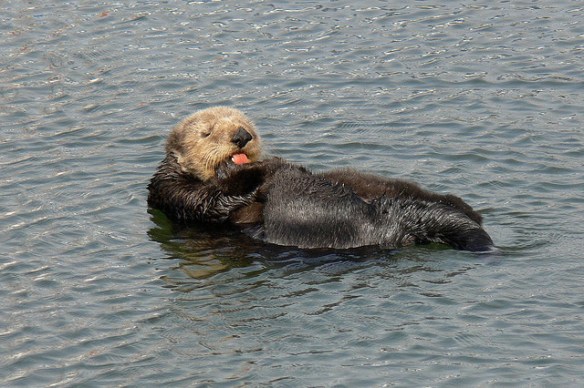 Get that baby dry. Photo by Jodie Wilson*