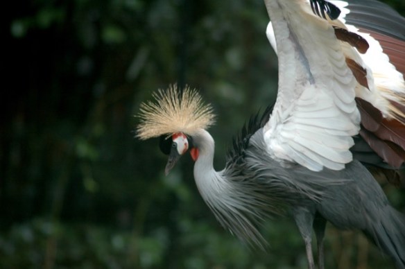 Black Crowned Crane appreciates your understanding.
