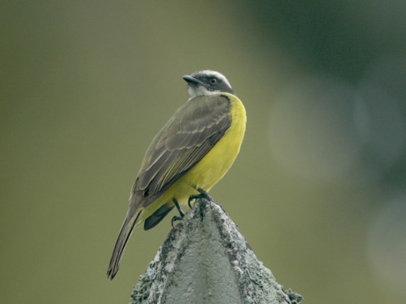 Social Flycatcher