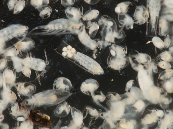 Diaptomus copepods. Photo by M. LaBarbera