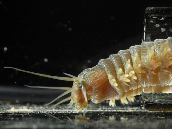 Nereis limbata in glass tube. Photo by M. LaBarbera.