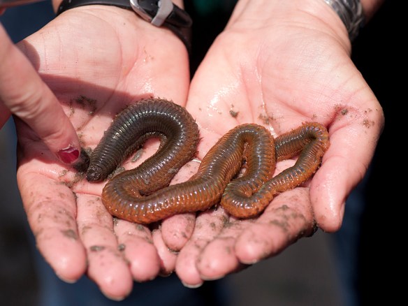 Nereis brandti. Polychaetes come bigger than 1 cm...