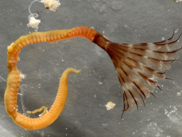 That same polychaete outside of its tube: there's the rest of its wormy body! Photo by M. LaBarbera