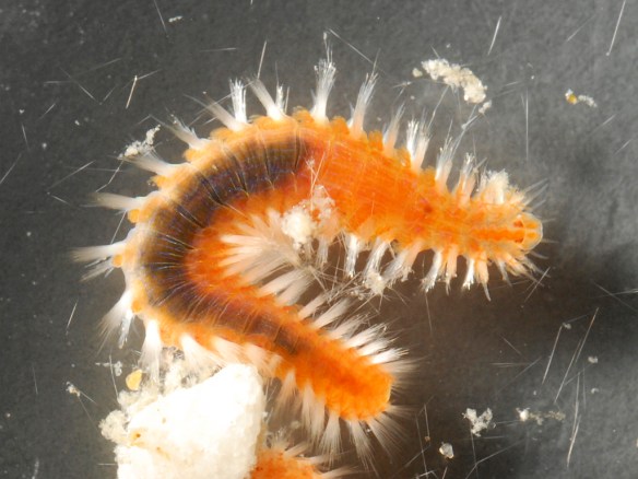 Unknown polychaete. Photo by M. LaBarbera