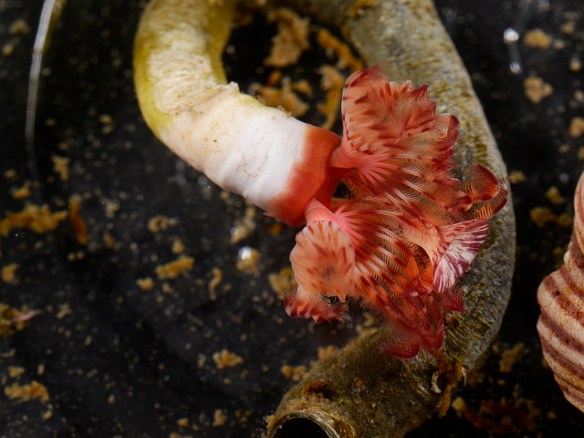 Serpula vermicularis: distantly related to the polychaetes that colonize whale falls as part of the sulphophilic community. Photo by M. LaBarbera
