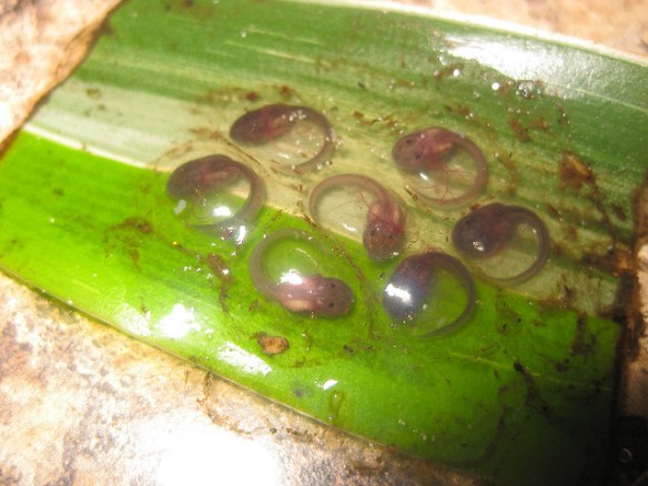 Dendrobates_leucomelas_eggs_Erik_Mattheis