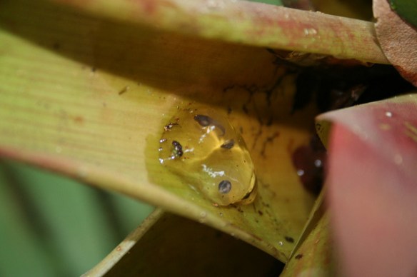 Dendrobates_variabilis_eggs_Jean-Francois_Brousseau