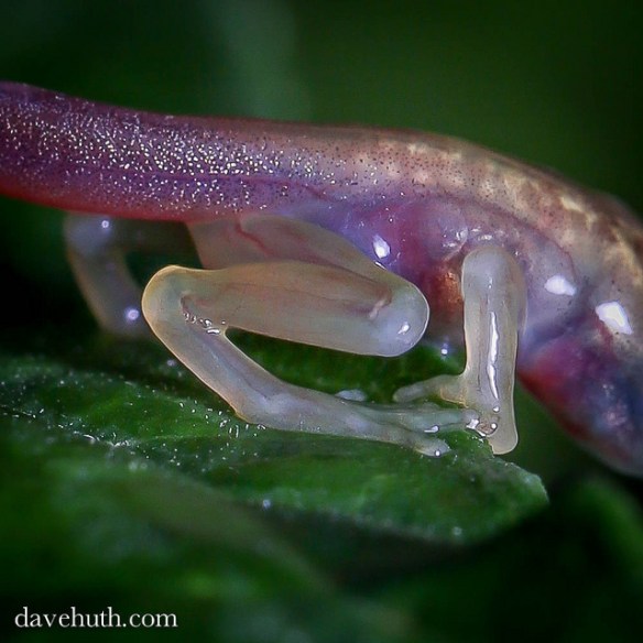 glassfrog_Dave_Huth1