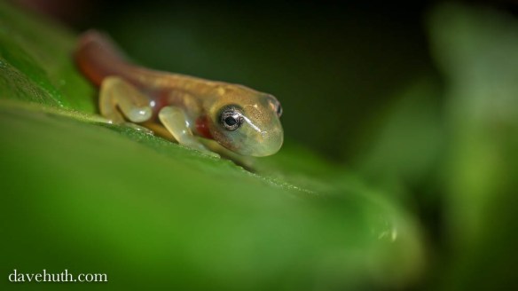 glassfrog_Dave_Huth2