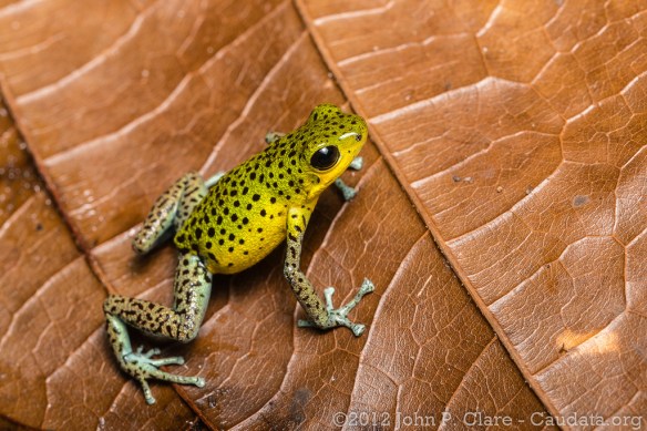 Oophaga_pumilio_John_Clare2