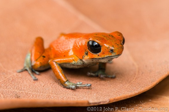 Oophaga_pumilio_John_Clare3