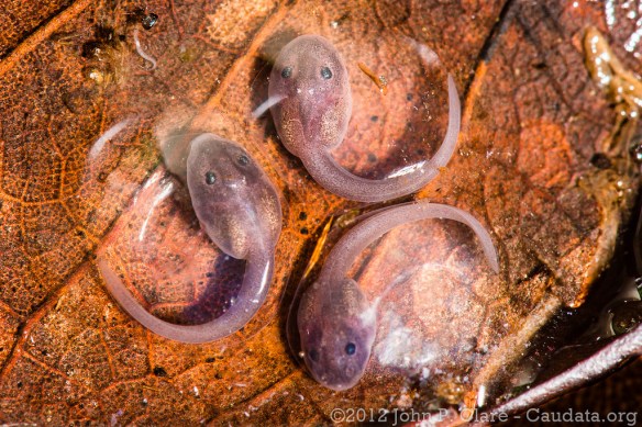 Ranitomeya_benedicta_eggs_John_Clare
